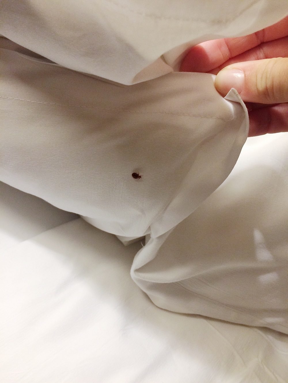bed bug solution 02