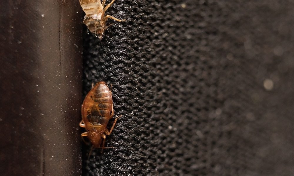 Cimex lectularius or bed bug changed skin