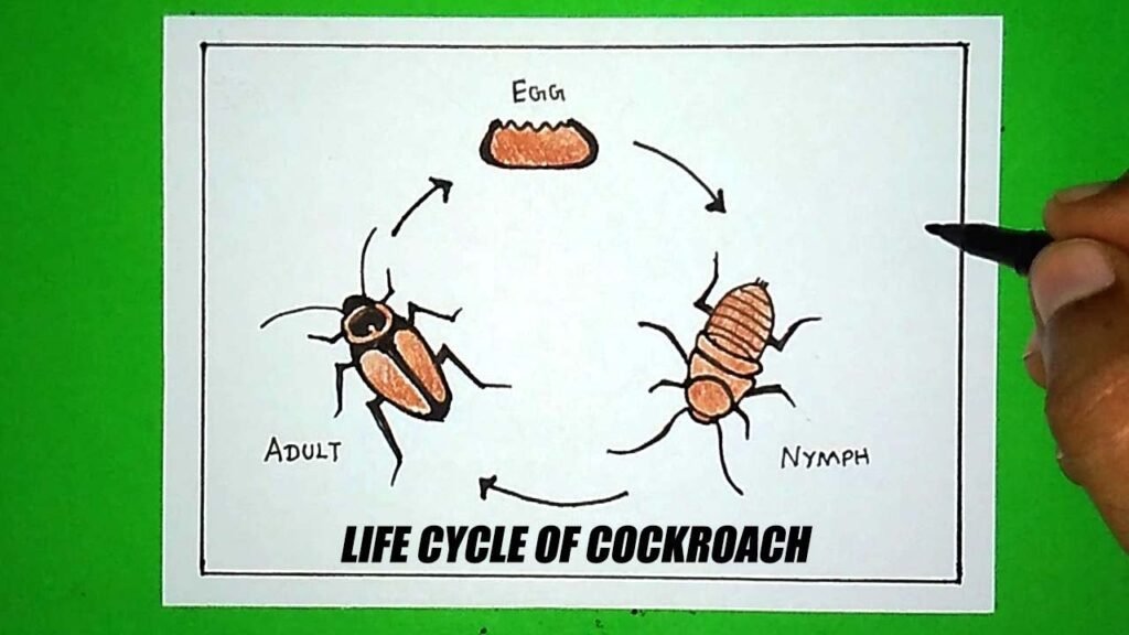 Cockroaches Life Cycle