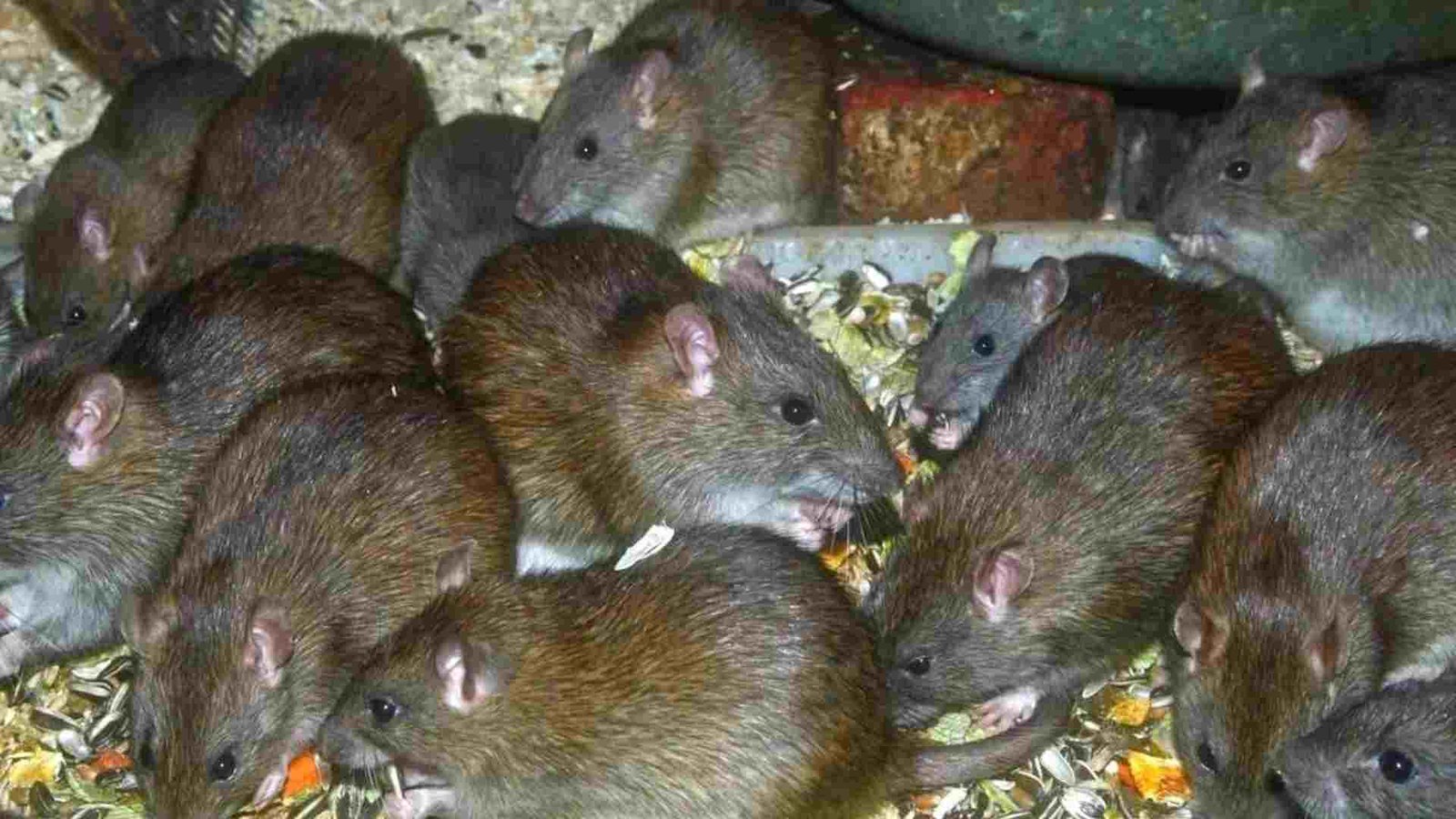 Preventing Rodent Infestations in NYC Warehouses and Storage Facilities