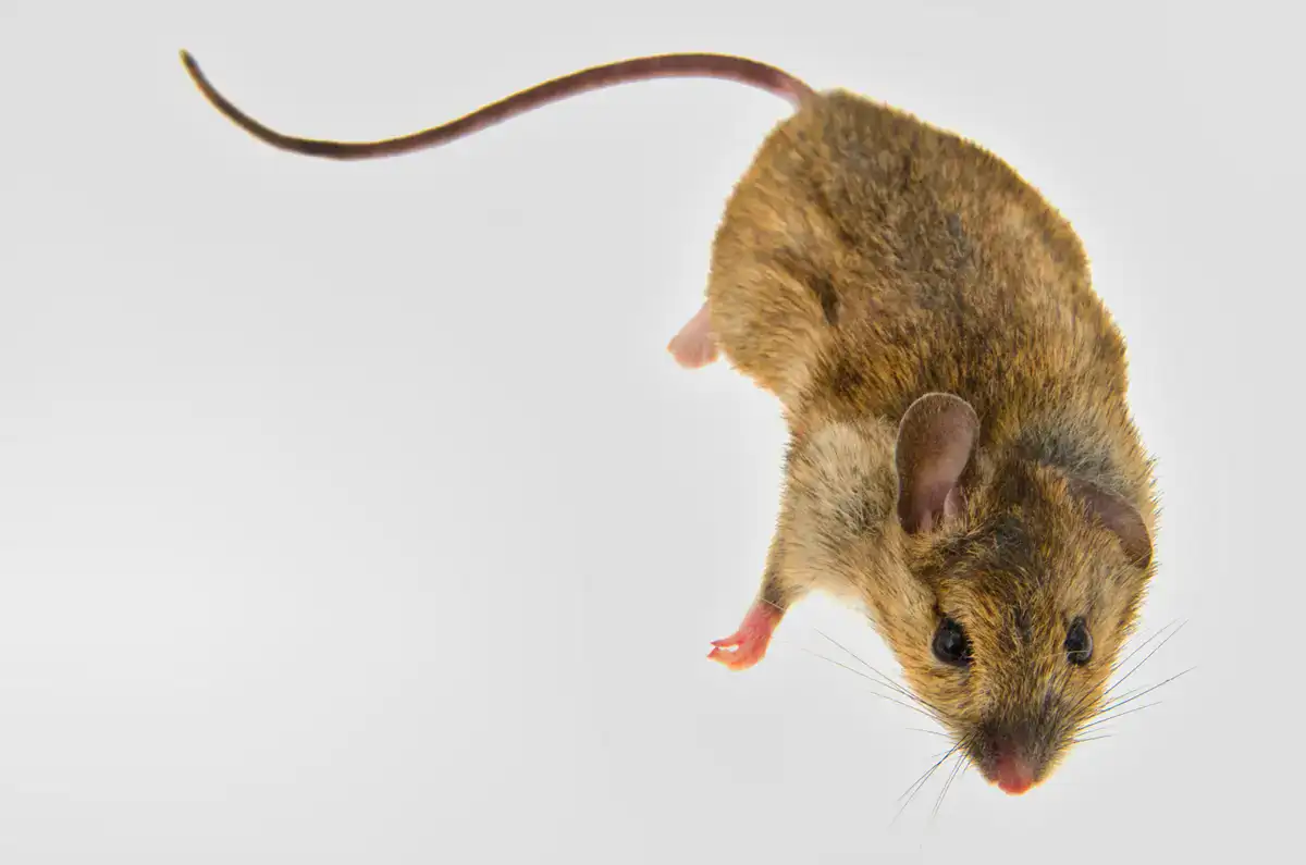 Rodent-Proofing Your NYC Business: Tips and Tricks