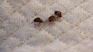 Addressing Bed Bugs in NYC Schools: Prevention and Treatment Strategies