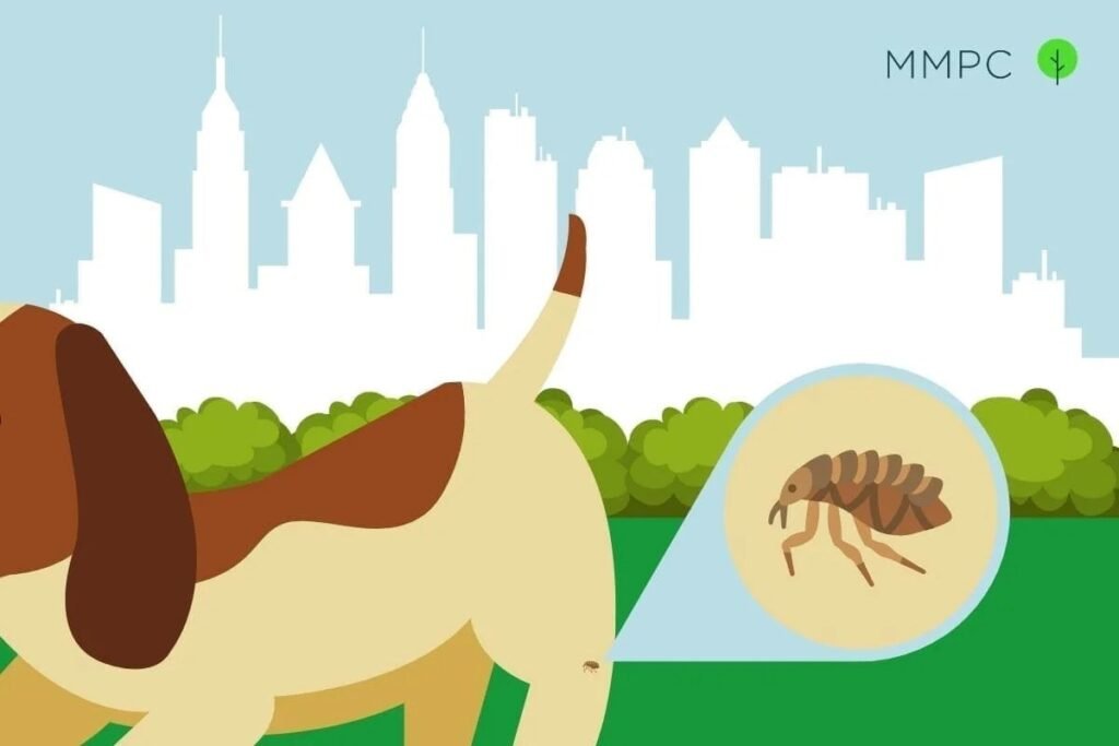 Flea and Tick infestation in NYC 