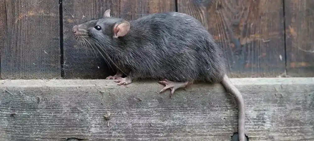 Rodent Infestations: How to Safely Remove Mice and Rats from Your Home