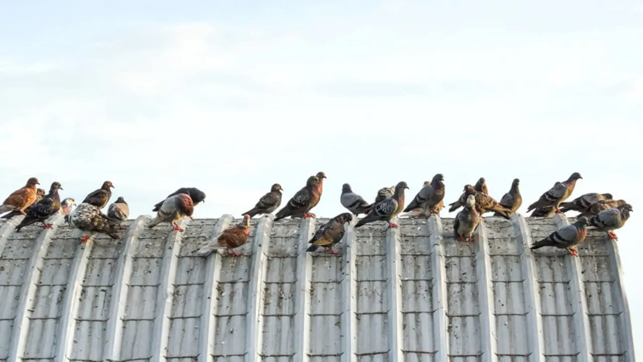 Effective Bird Control Methods for Commercial Buildings