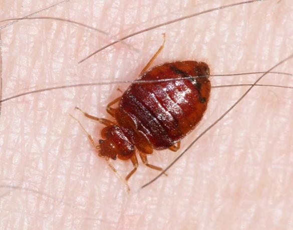 The Link Between Bed Bugs and NYC Public Housing Conditions