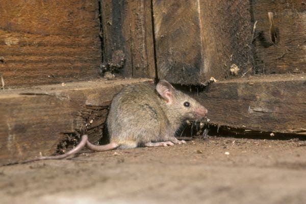 how to get rid of mice home
