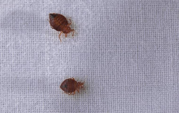 looking back top bed bug stories from
