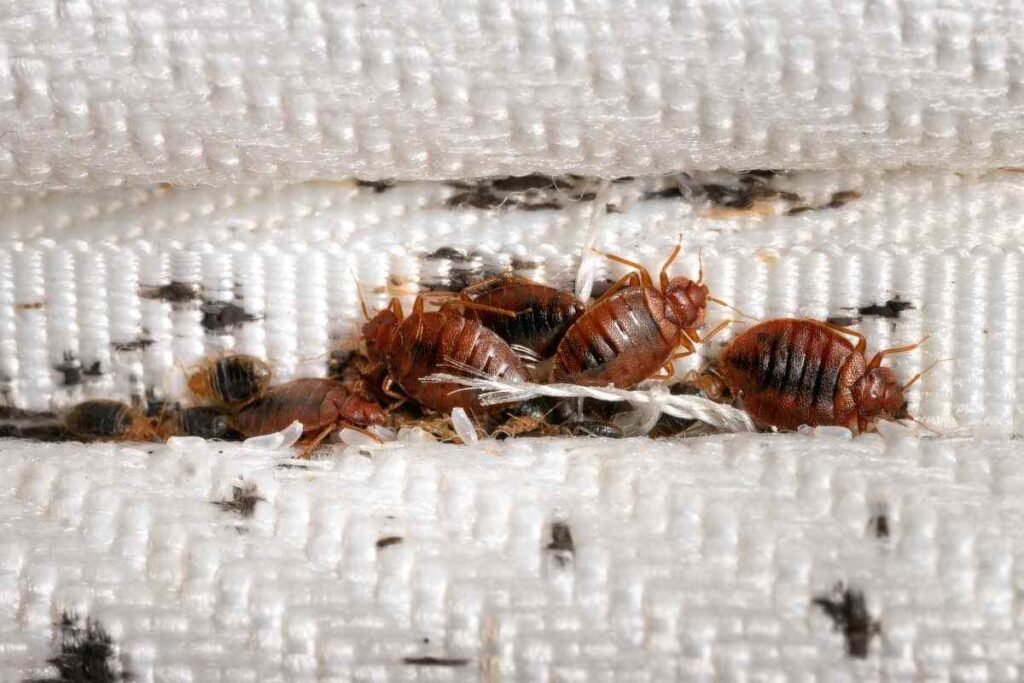 bed bugs in mattress ezgif com optijpeg