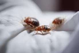 Addressing Bed Bugs in Crawl Spaces and Basements