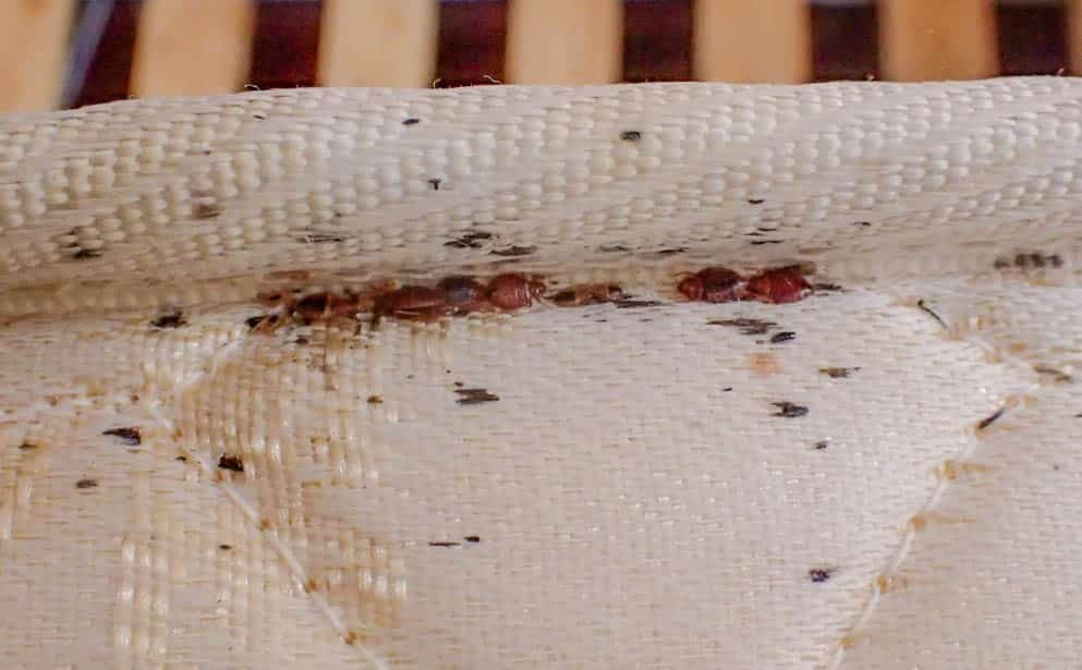 what are the early signs of bed bugs
