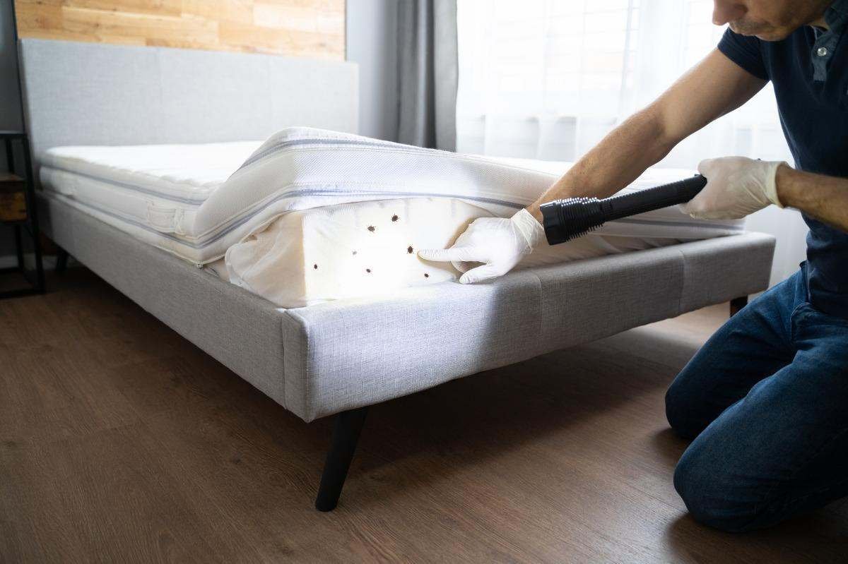 How often should I schedule bed bug inspections for my NYC apartment?