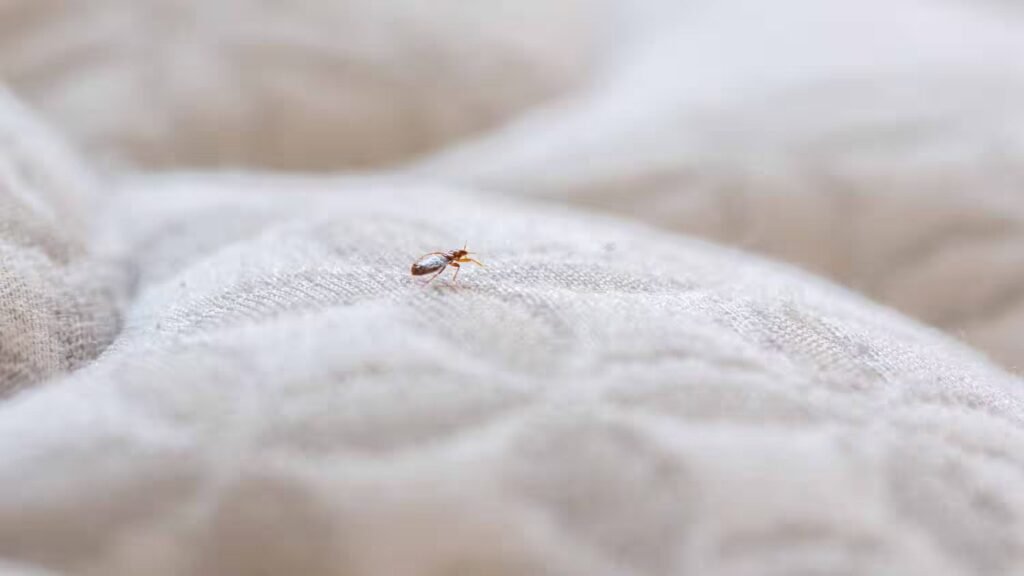 Bed bug white mattress ezgif com optijpeg