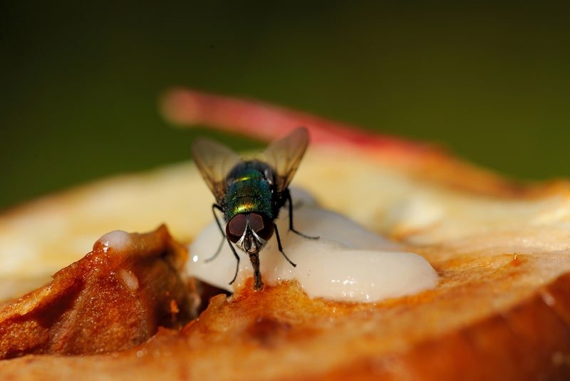 Can fly control services help with fly infestations in restaurants?