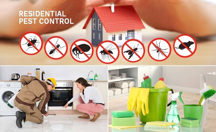 What type of pests can be controlled by professional services?