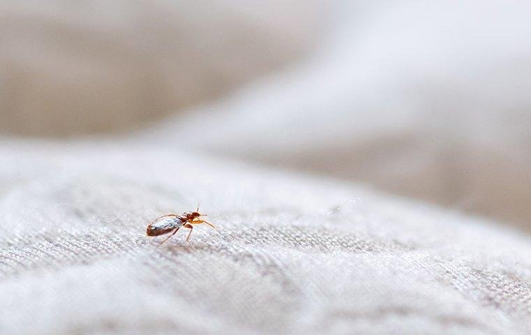 bed bug crawling on mattress