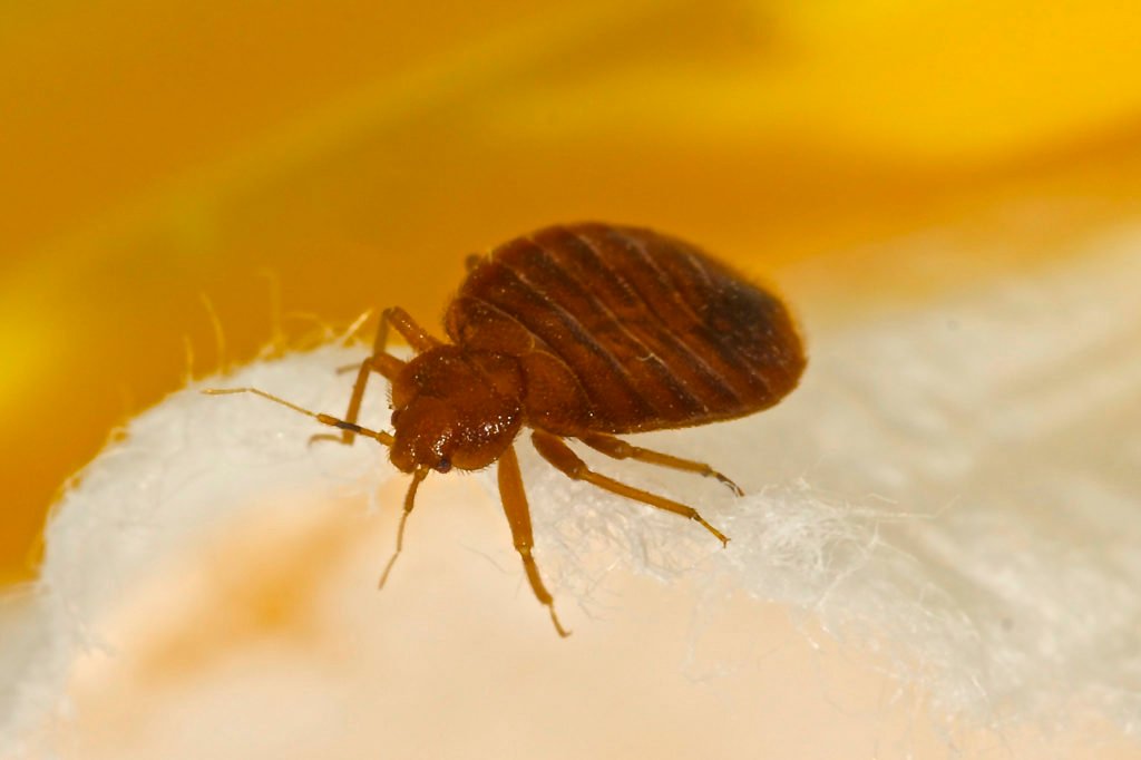 How fast can bed bugs spread in NYC apartments?